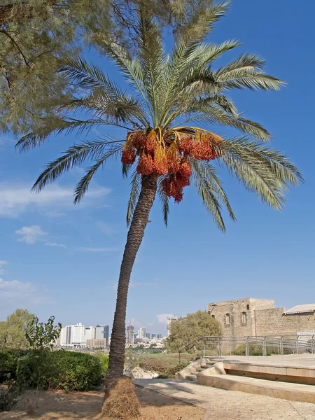 Drzewa palmy daktylowej w yaffo, Izrael — Zdjęcie stockowe