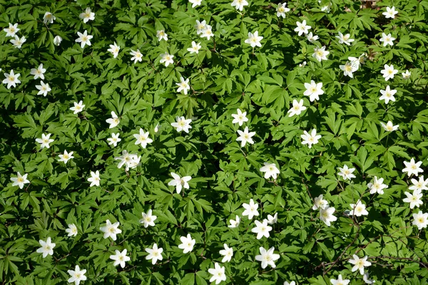 Bloeiende anemony dubravny (anemone nemorosa l.). achtergrond — Stockfoto