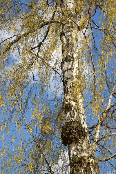 Цветущая березовая бородавка (Betula pendula ) — стоковое фото