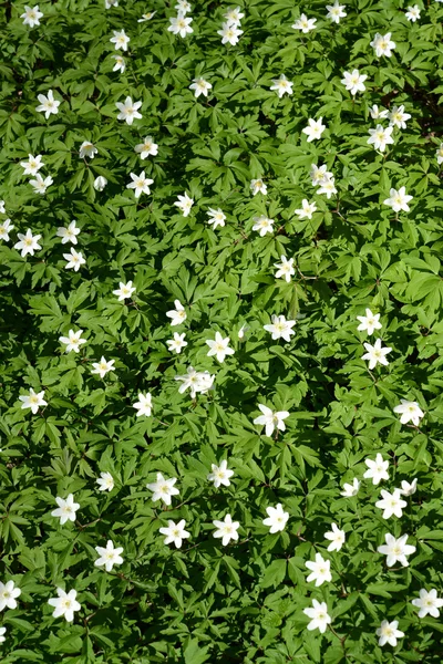 Bloeiende anemony dubravny (anemone nemorosa l.). achtergrond — Stockfoto