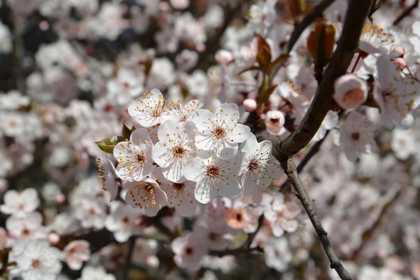 Gren av blommande körsbär (prunus subgen. cerasus) — Stockfoto
