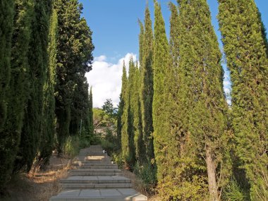 The cypress avenue in Yalta