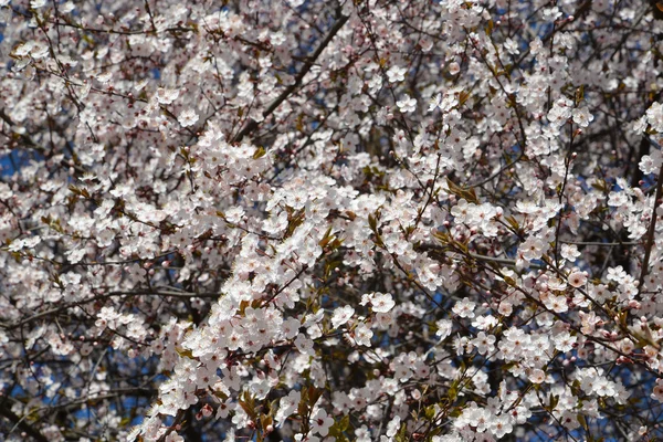 Blommande körsbär (prunus subgen. cerasus), bakgrund — Stockfoto