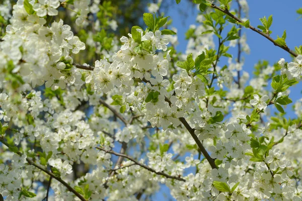 Blüte des Pflaumenhauses (prunus domestica l. ) — Stockfoto