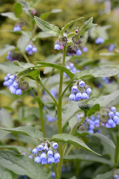 Beinwell kaukasisch (symphytum caucasicum m. bieb. ) — Stockfoto