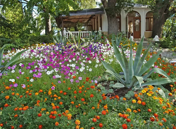 Flower bed with agaves in Livadiysky park — 스톡 사진