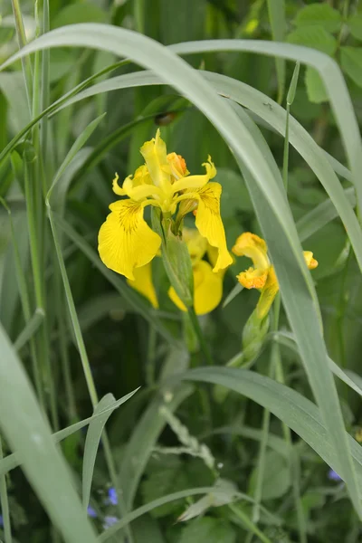 Iris lozhnoairovy blommande (Iris pseudacorus L. ) — Stockfoto