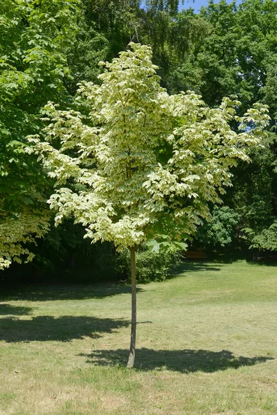 Acutifoliado de arce Drummonda (Acer platanoides Drummondii ) — Foto de Stock