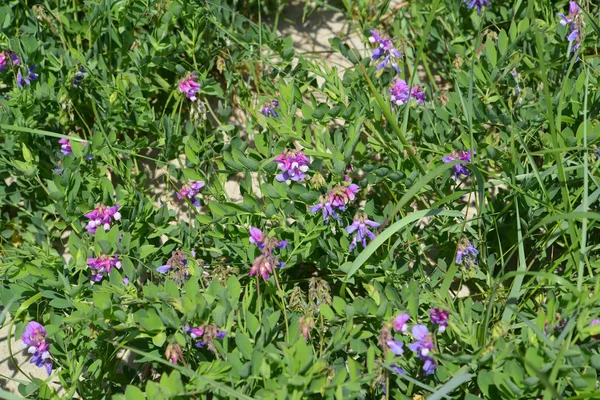 Zbiorniki nadmorskie (Lathyrus maritimus L wzrosła. ) — Zdjęcie stockowe