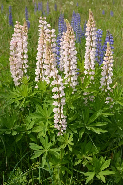 Pembe kurt çok yapraklı (Lupinus polyphyllus Lindl çiçek açması. — Stok fotoğraf