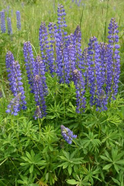 Violet lupine çok yapraklı (Lupinus polyphyllus Lindl. )