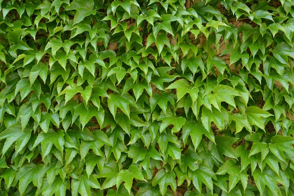 Triostrenny de vigne (Parthenocissus tricuspidata Planch . ) — Photo