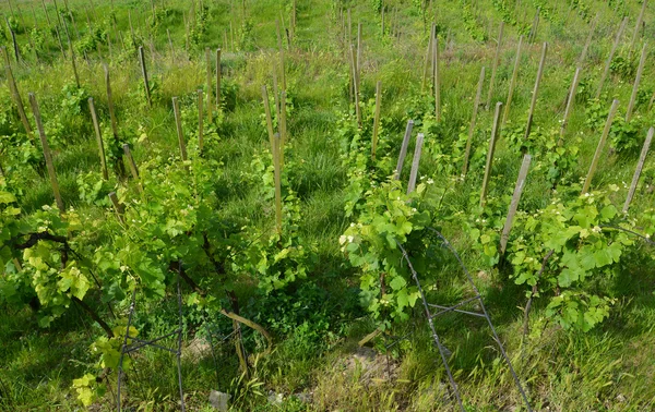 Unga vingård i Tjeckien — Stockfoto