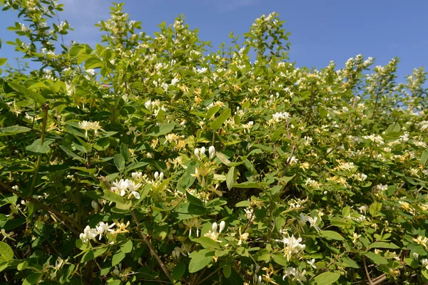Kwitnienie wiciokrzewu (Lonicera caprifolium L.  ) — Zdjęcie stockowe