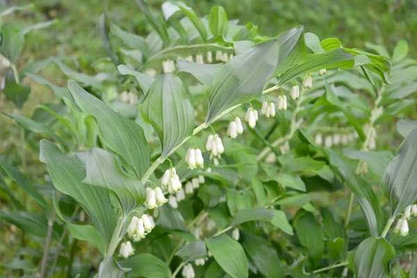Kupena's blossoming multiflowered (Polygonatum multiflorum (L. ) — Stock Photo, Image