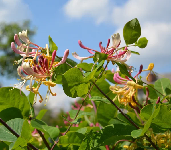 Ανθενοφόρο αγιόκλημα (Lonicera caprifolium L. ) — Φωτογραφία Αρχείου