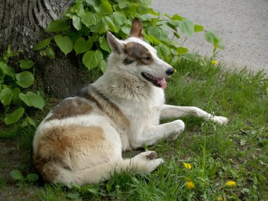 Sokak köpeği yalanlarla dışarı asılı dil