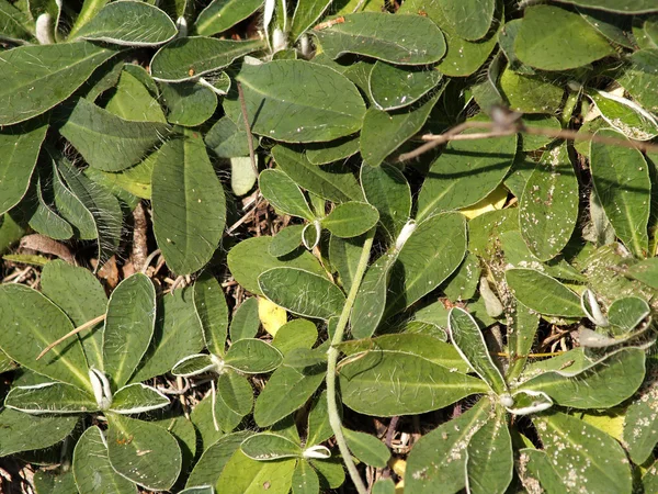 Bir yastrebinka kıllı (Hieracium pilosel yaprakların arka plan — Stok fotoğraf