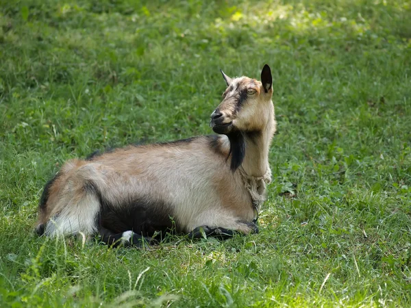 国内ヤギは、緑の草の上に座っています。 — ストック写真