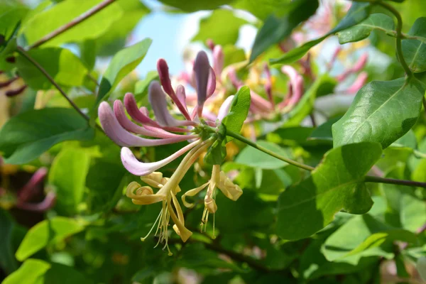 Blom kaprifol (Lonicera caprifolium L). ) — Stockfoto