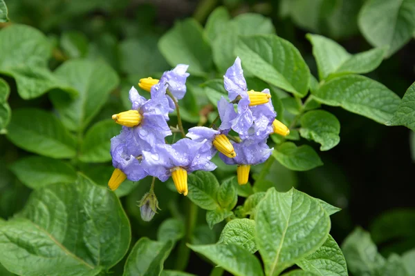 Kwiaty ziemniaków (Solanum tuberosum L. ) — Zdjęcie stockowe