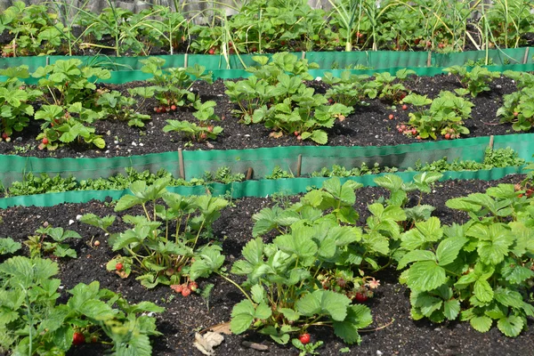 Beds with strawberry on a garden site — Stock Photo, Image