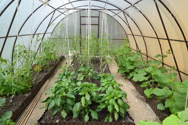 Cultivo de hortalizas en el invernadero a partir de polica celular — Foto de Stock