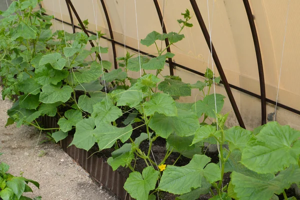 Young plants of cucumbers in the greenhouse — Stock Photo, Image