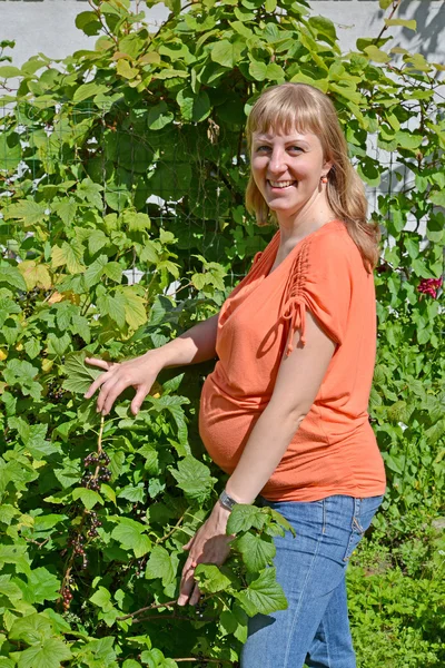 The pregnant woman stands near a bush of black currant — Stock Photo, Image