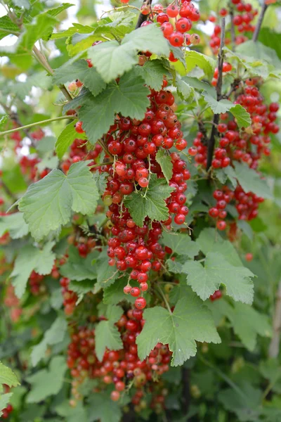 Rama de grosella roja con bayas (Ribes rubrum L . ) —  Fotos de Stock