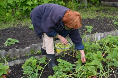kadın çilek Bahçe sitede toplar.