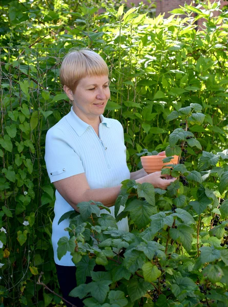 Женщина средних лет собирает ягоды из черной смородины — стоковое фото