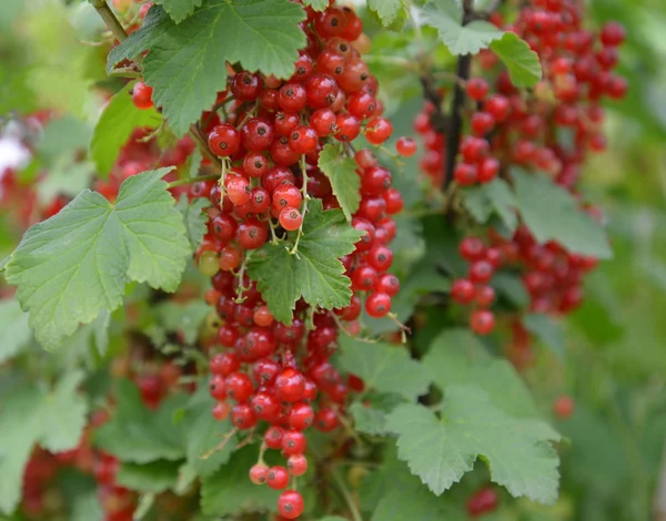 Rama de grosella roja con bayas (Ribes rubrum L . ) —  Fotos de Stock