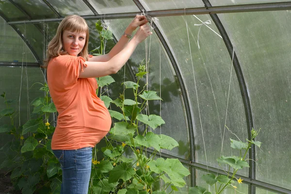 The pregnant woman ties up plants of cucumbers in the greenhouse — Stock Photo, Image