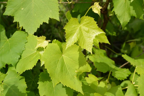 若いブドウの葉(Vitis L. ) — ストック写真