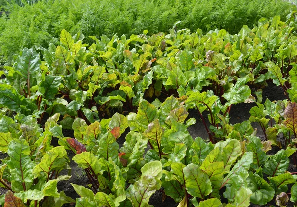 A beterraba que cresce em um jardim de cozinha — Fotografia de Stock