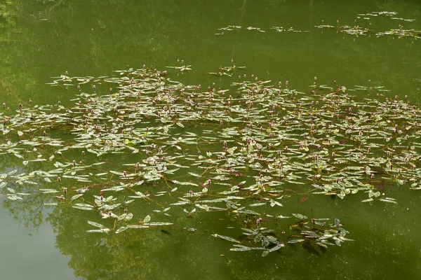 Thickets of the mountaineer peppery (pepper water) on a lake sur — Stock Photo, Image