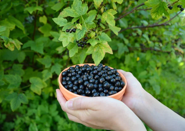 Le mani femminili tengono una ciotola con ribes nero — Foto Stock