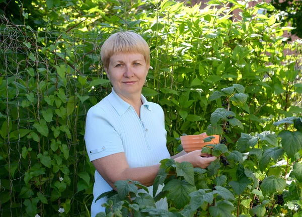 Die Frau mittleren Alters pflückt Beeren der schwarzen Johannisbeere — Stockfoto