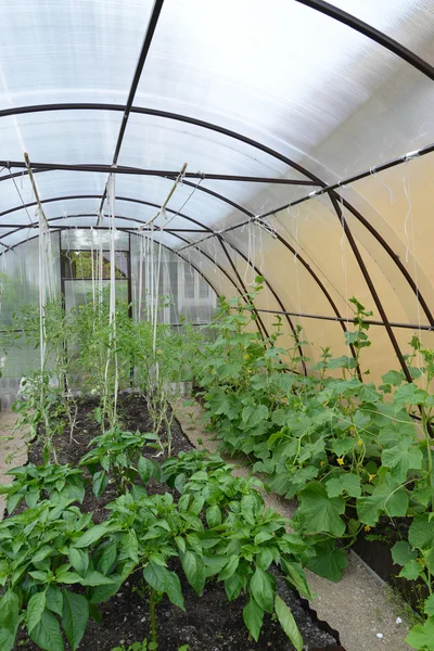 Cultivation of vegetables in the greenhouse — Stock Photo, Image