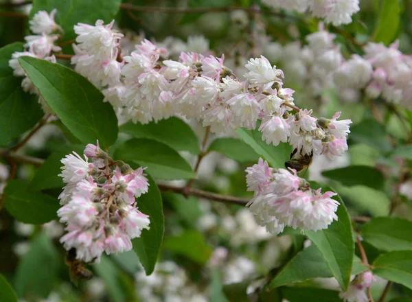 Deytion florescente áspero, ou em forma de estrela (Deutzia scabra Thunb . — Fotografia de Stock