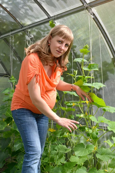 The pregnant woman works in the greenhouse — Stock Photo, Image