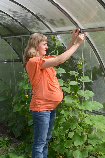 The pregnant woman ties up plants of cucumbers in the greenhouse — Stock Photo, Image