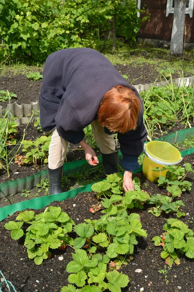 那个女人在一个花园的网站上收集草莓 — 图库照片