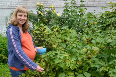 hamile kadın bir bahçe içinde Siyah frenk üzümü toplar