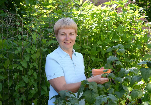 Die Frau mittleren Alters pflückt Beeren der schwarzen Johannisbeere — Stockfoto