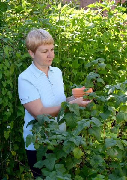 Женщина средних лет собирает ягоды черной смородины из — стоковое фото