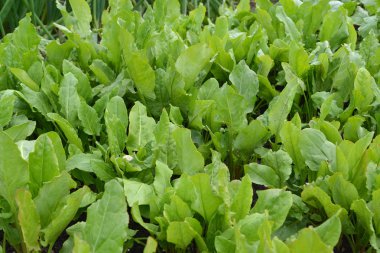 büyüyen kuzukulağı ekşi, bir arka plan