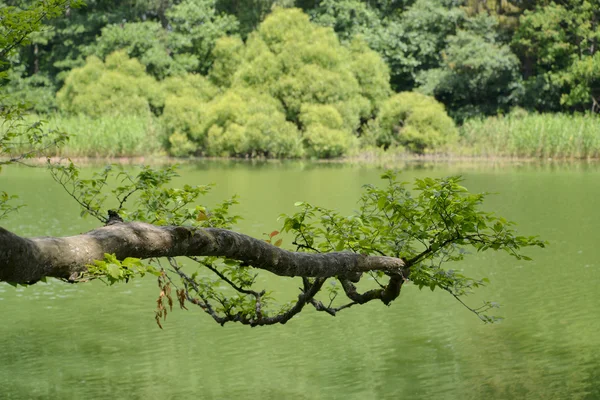 树枝倾斜在森林湖面的表面上 — 图库照片