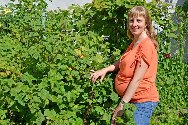 Die schwangere Frau steht neben einem Strauch schwarzer Johannisbeeren in einer Garde — Stockfoto